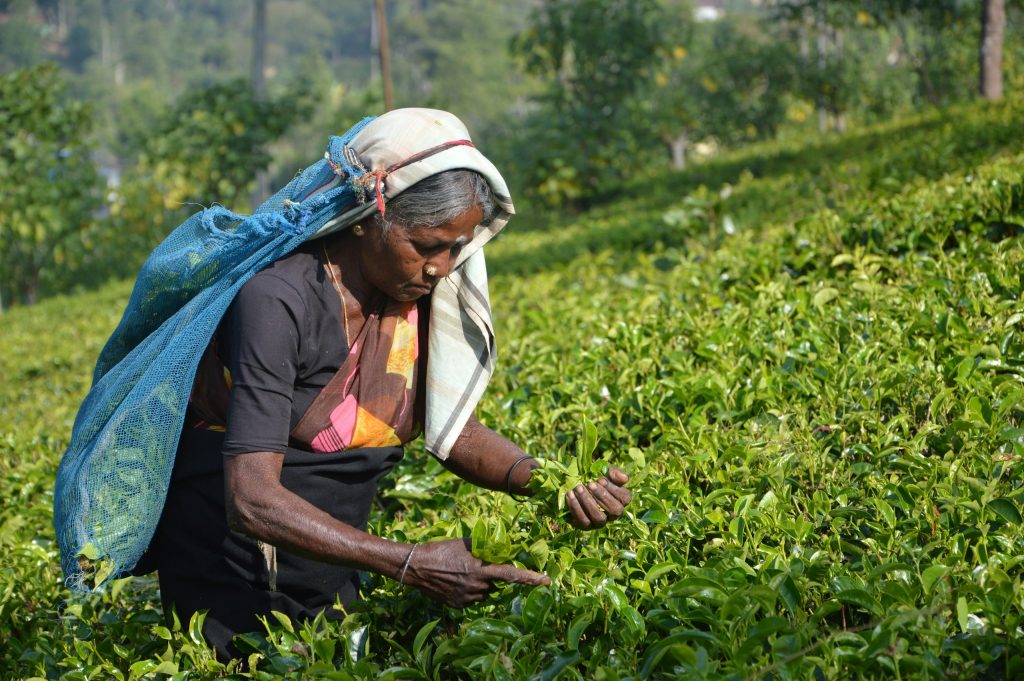Tea picker harvesting leaves on a plantation in Sri Lanka's hill country