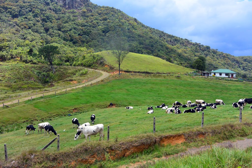 Herd of dairy cattle grazing a green hillside below forested slopes, with a farm building on the right