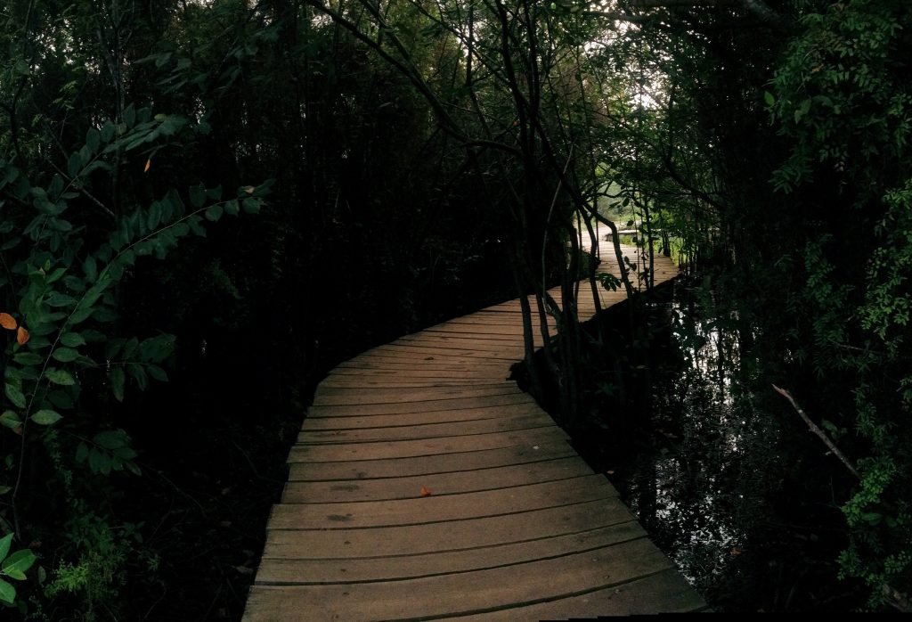 Wooden boardwalk running through marshland and reeds at Beddagana Wetland Park