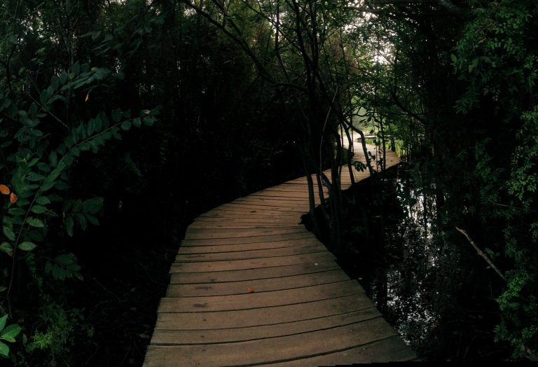 Wooden boardwalk running through marshland and reeds at Beddagana Wetland Park
