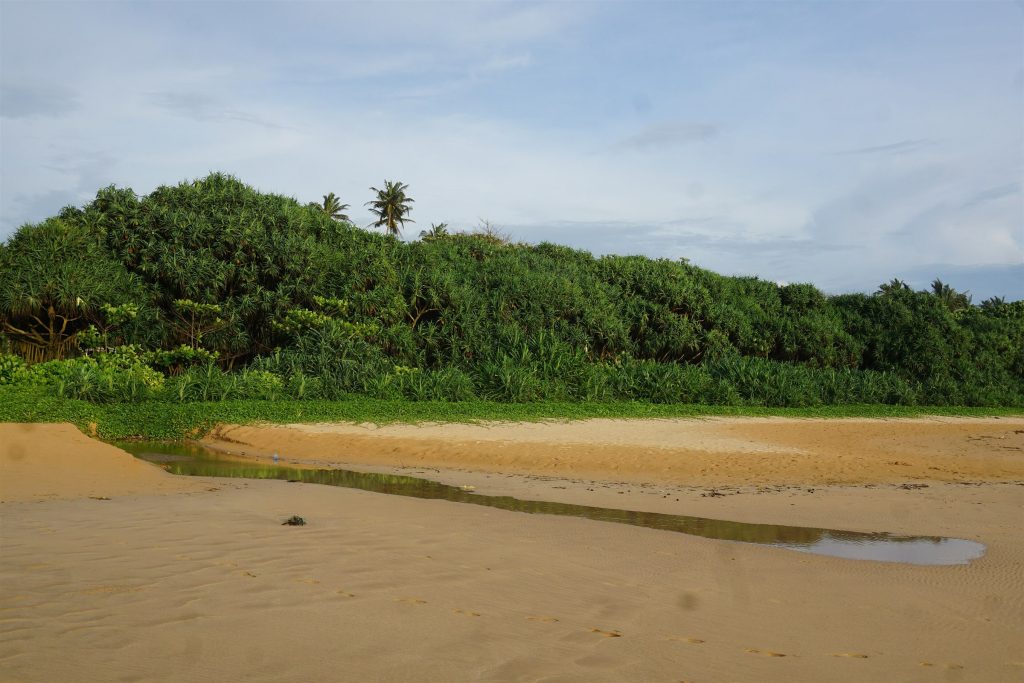 A wide, empty stretch of sand at Bentota with a shallow pool left by the tide and a green wall of screw-pine scrub behind it