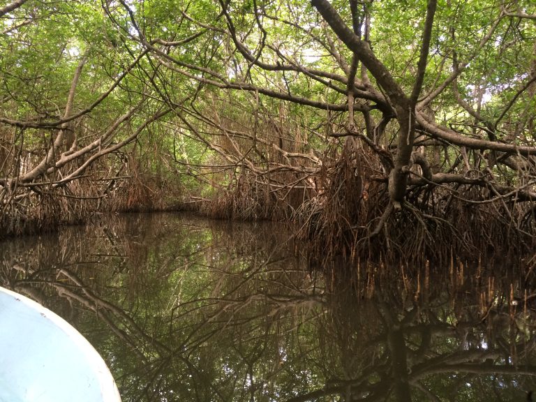A narrow channel through mangroves on the Bentota River, seen from the bow of a boat