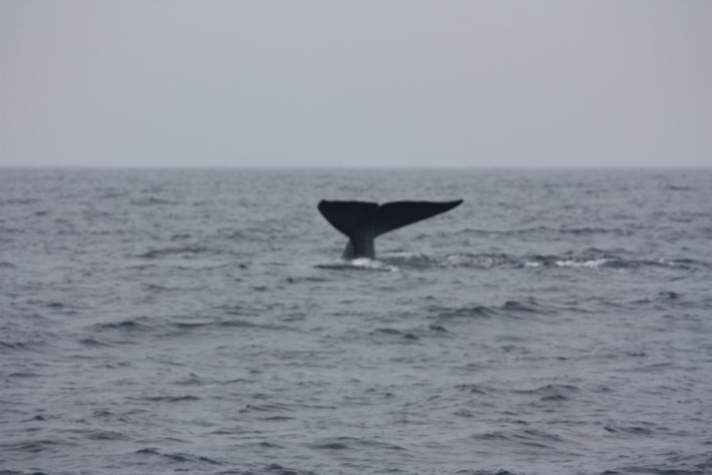 The tail flukes of a blue whale rising above a grey sea as it dives off Mirissa