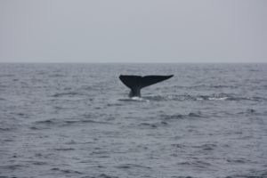 The tail flukes of a blue whale rising above a grey sea as it dives off Mirissa