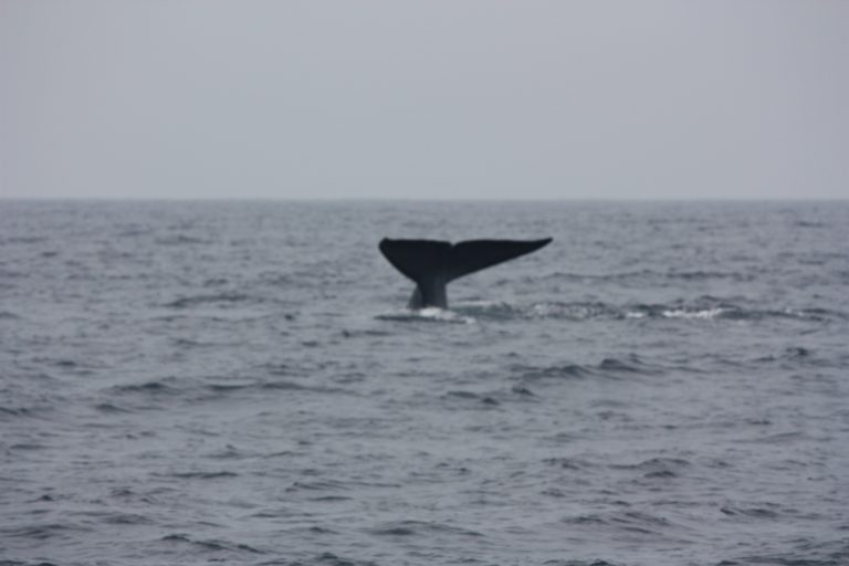 The tail flukes of a blue whale rising above a grey sea as it dives off Mirissa