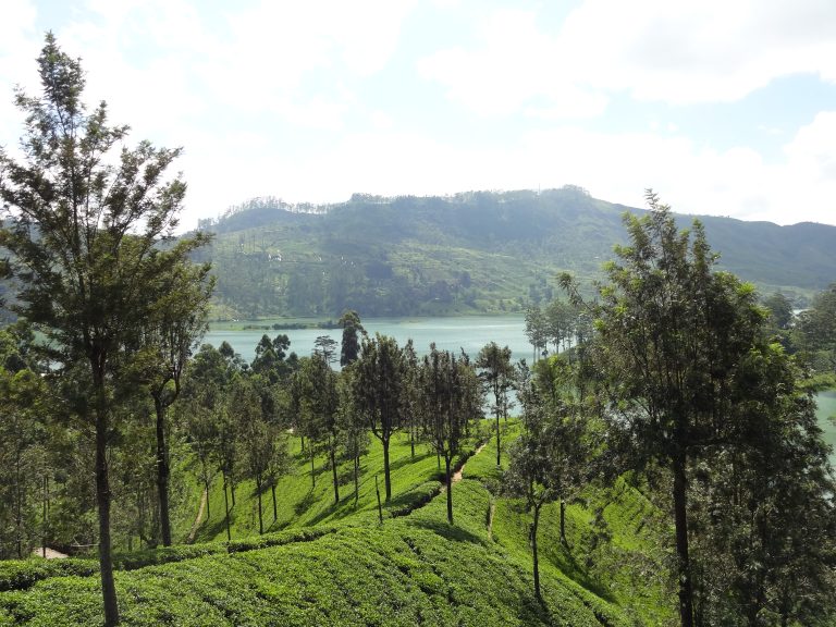 Tea bushes running down a hillside towards Castlereagh Reservoir, with misty hills beyond