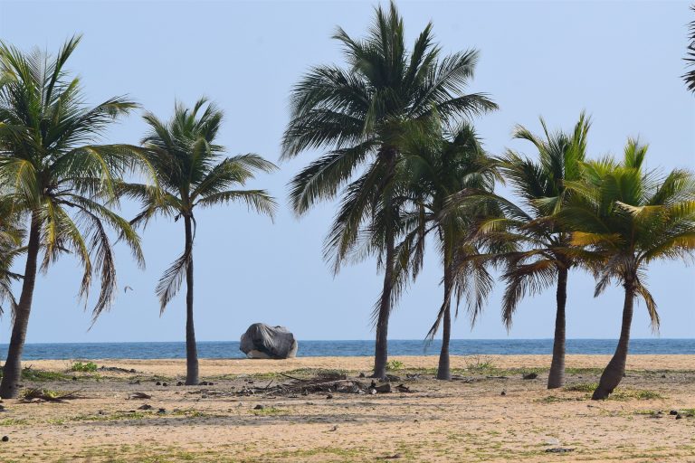 Coconut palms on a sandy shore with the sea and a covered boat in the distance