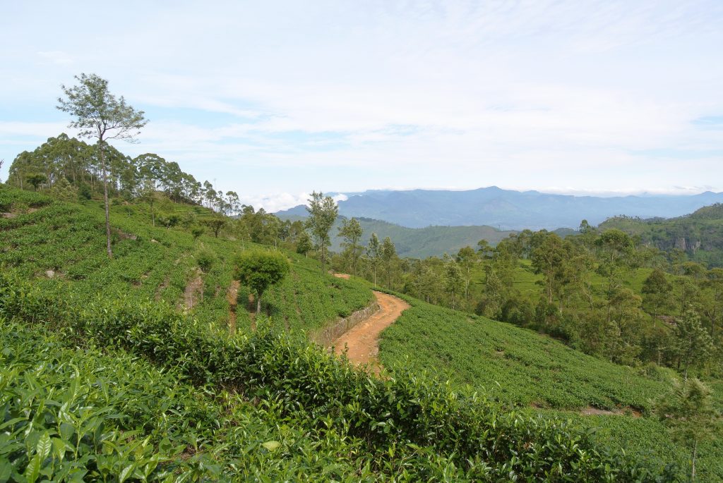 A red earth path curving through rows of tea bushes on the Dambatenne estate, with tall trees on the ridge and blue mountain ranges in the distance