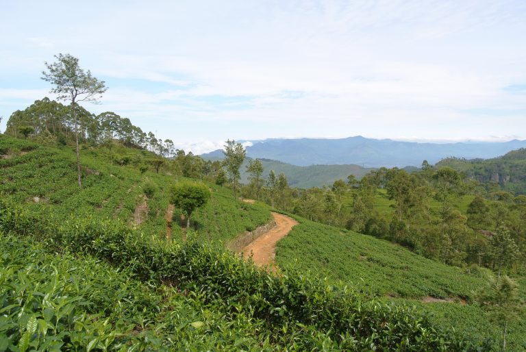 A red earth path curving through rows of tea bushes on the Dambatenne estate, with tall trees on the ridge and blue mountain ranges in the distance