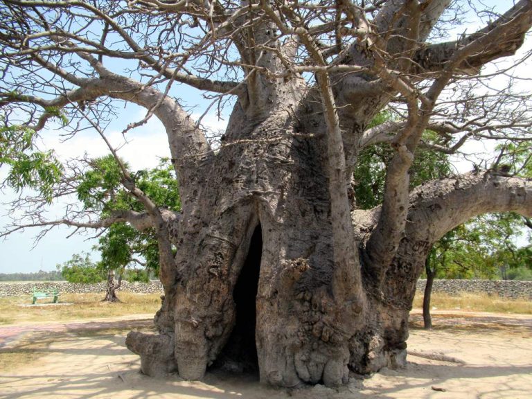 The massive grey trunk of the Delft baobab with a tall dark hollow at its base and bare branches spreading overhead, coral walls behind