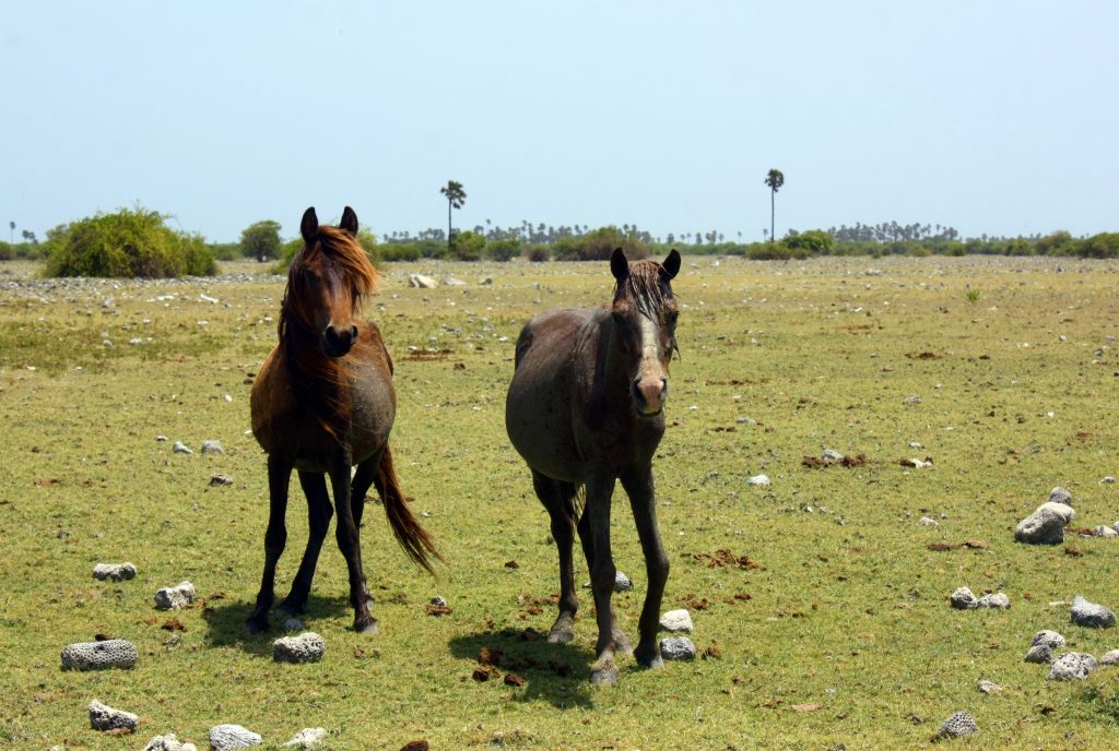 Two brown ponies standing on short green grassland scattered with lumps of white coral, with palmyra palms on the flat horizon