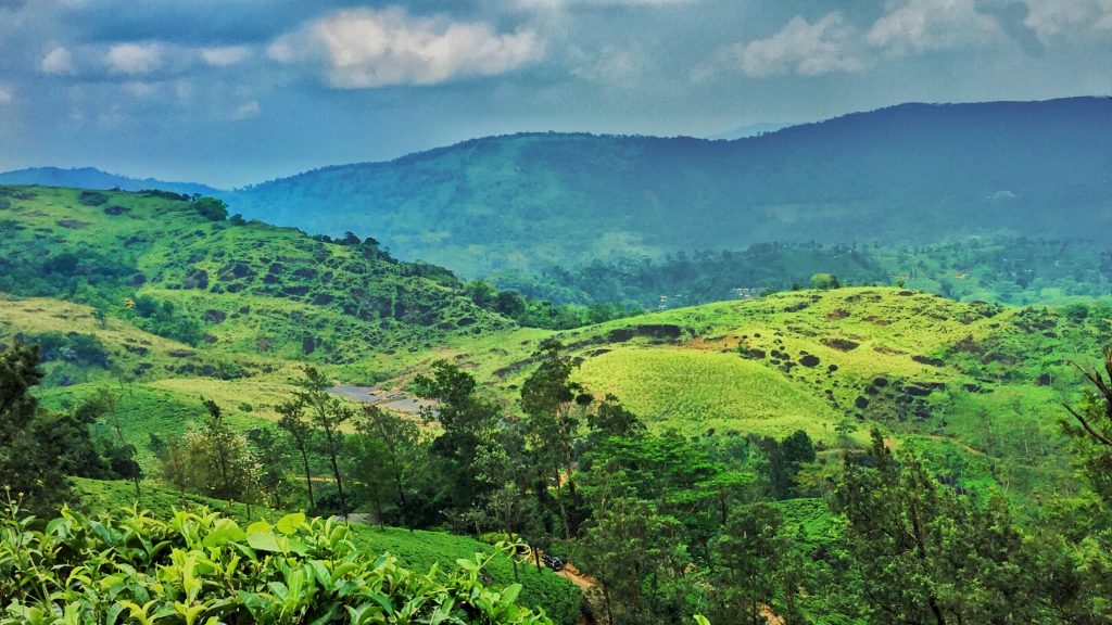 Tea bushes in the foreground and green grassy hills below a long forested ridge of Sinharaja, seen from an estate near Deniyaya