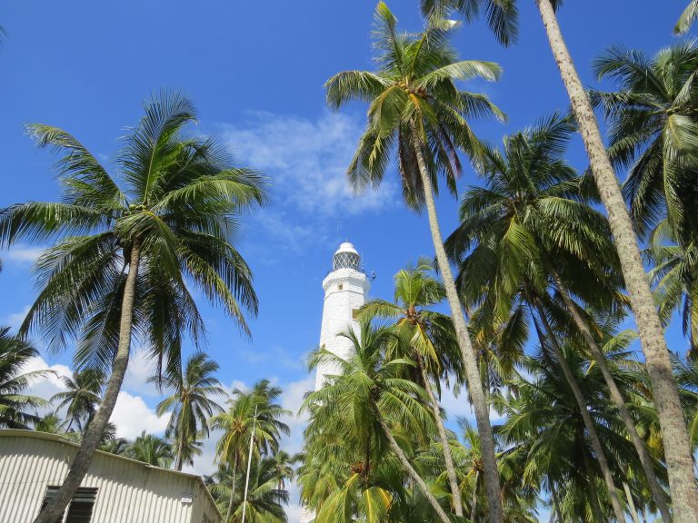 The white tower of Dondra Head Lighthouse rising between tall coconut palms under a blue sky