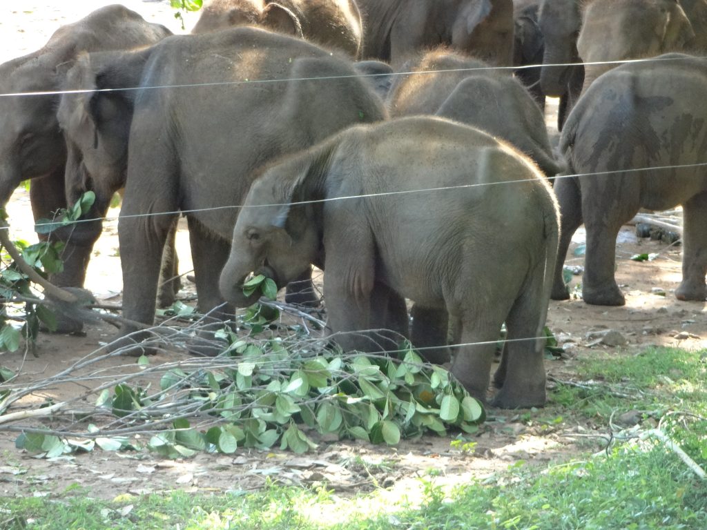 Young elephants eating leafy cut branches behind a wire fence