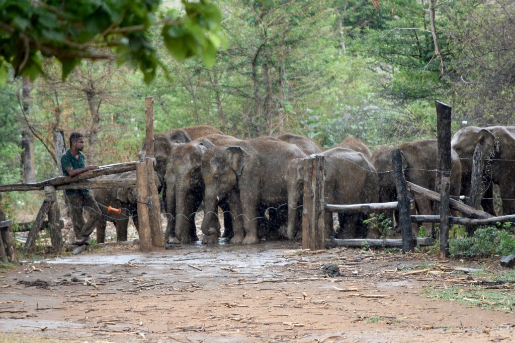 Young elephants waiting in a group behind a wooden fence in the rain, with a keeper at the gate