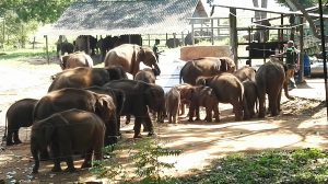Young elephants gathered in the sandy feeding yard of the Elephant Transit Home, with keepers and sheds behind