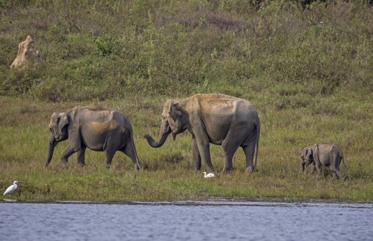 Two adult elephants and a small calf walking along the grassy shore of the reservoir, with egrets at their feet