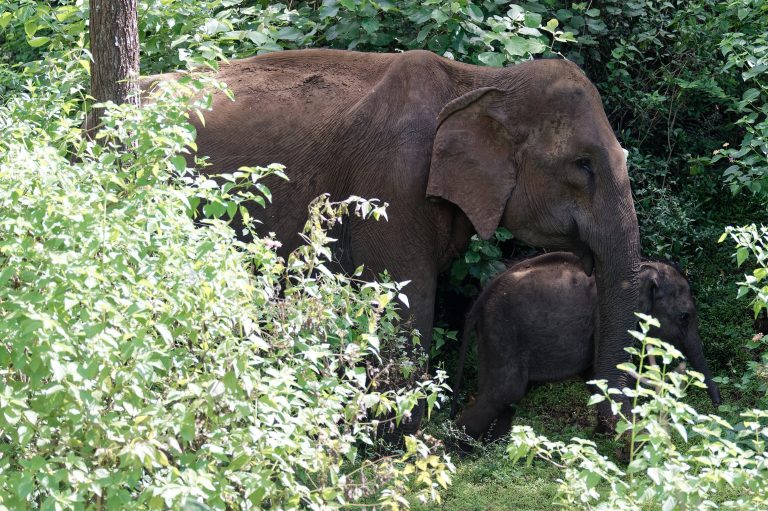 A female elephant with her calf at her side, half hidden in green bushes at the edge of the forest