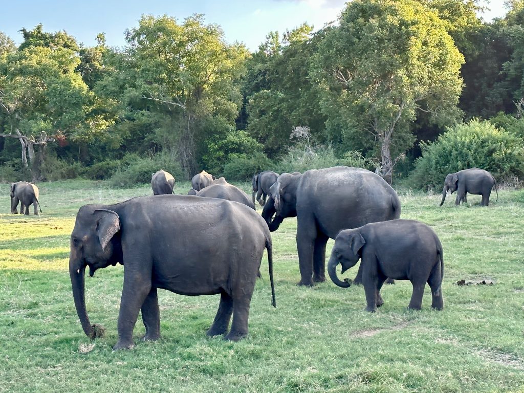 Herd of elephants with a calf grazing on green grassland in front of forest in Kaudulla National Park