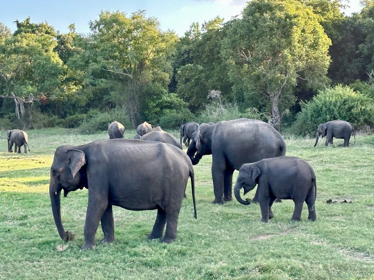 Herd of elephants with a calf grazing on green grassland in front of forest in Kaudulla National Park