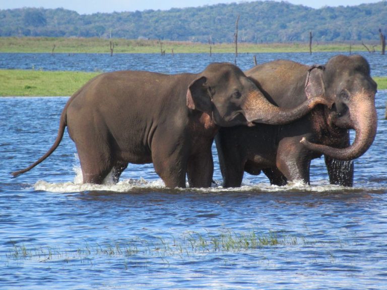 Two elephants standing in the shallow water of Kaudulla tank, one with its trunk over the other's head