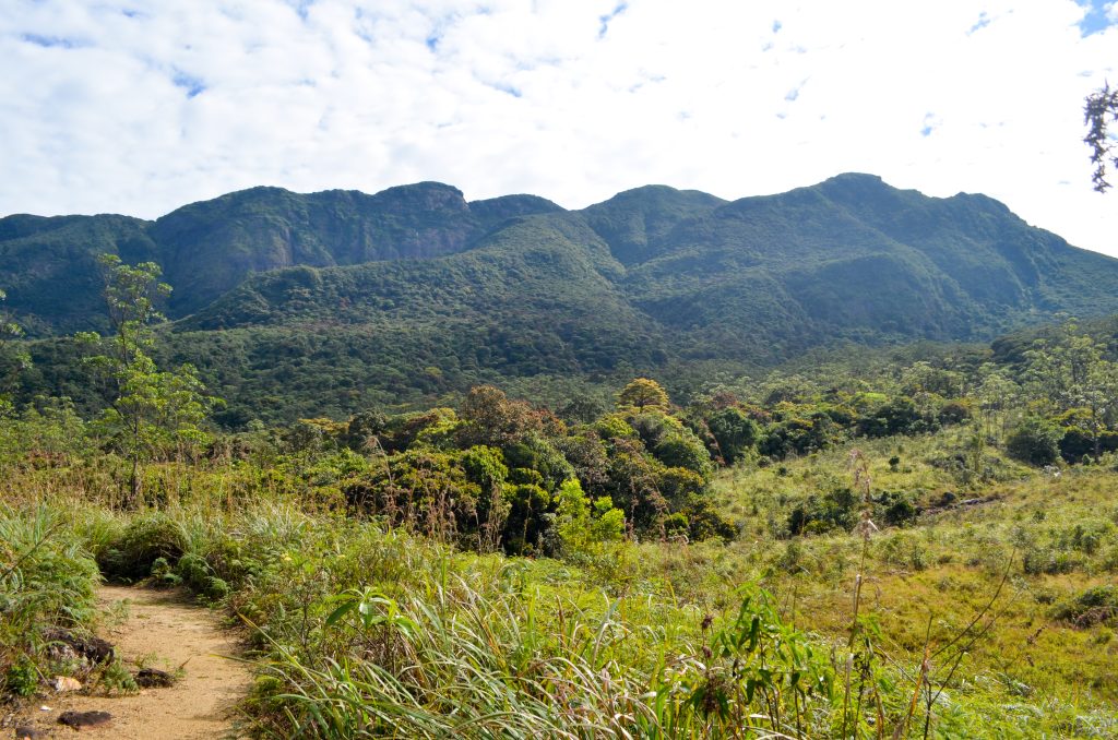 A dirt path through tall grass and shrubs below the forested ridges and peaks of the Knuckles range