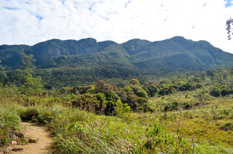 A dirt path through tall grass and shrubs below the forested ridges and peaks of the Knuckles range