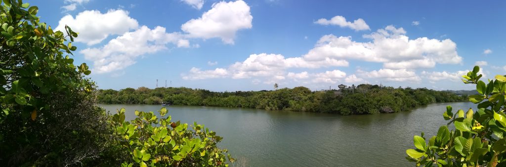 Calm water of Koggala Lake between mangrove-covered shores and a small island, seen through green leaves