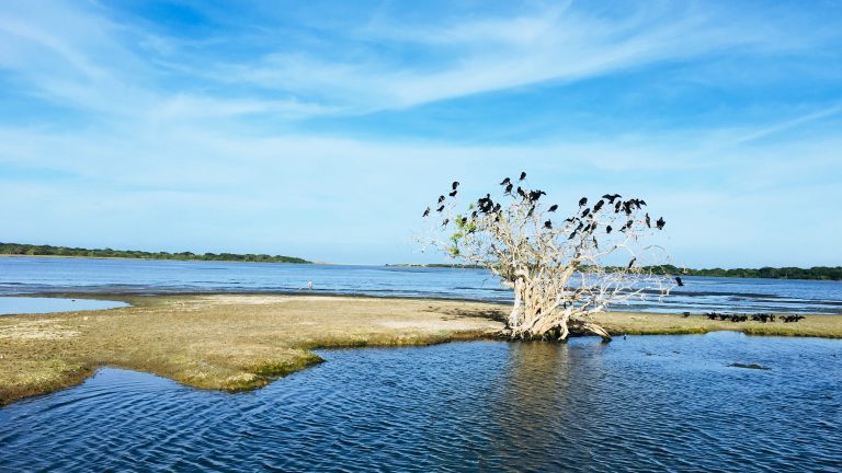 Dark waterbirds perched on a dead white tree on a grassy bank in a wide, shallow lagoon in Kumana National Park, with low forest on the far shore
