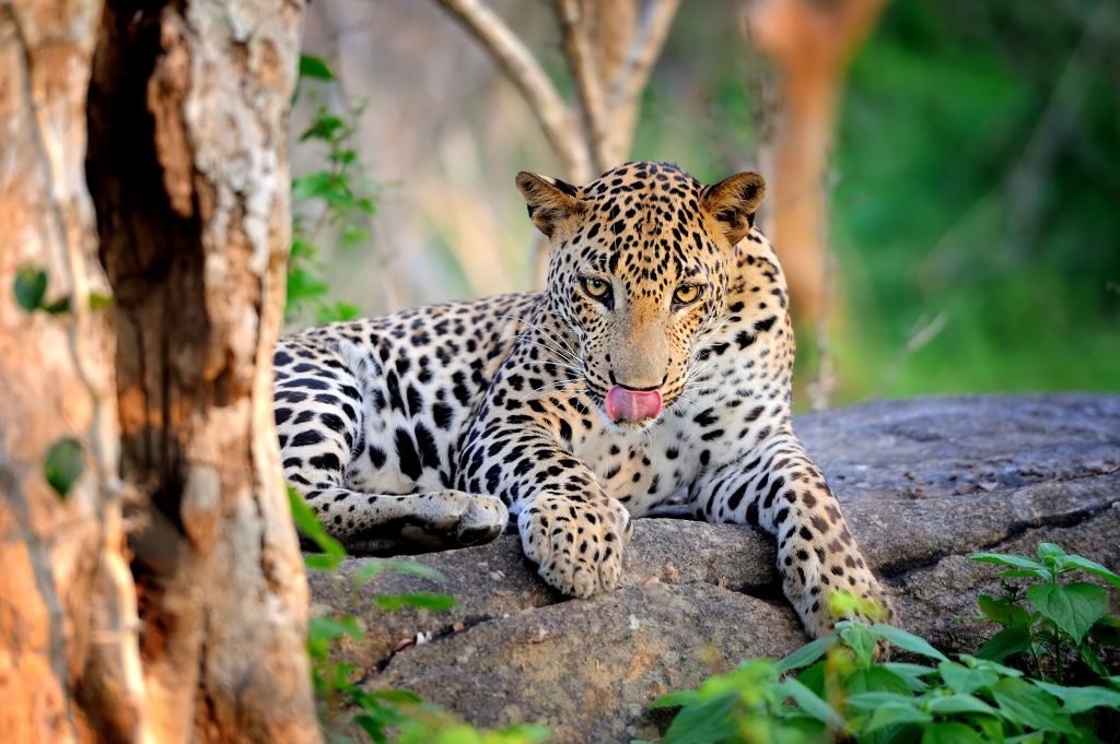 A Sri Lankan leopard lying on a flat grey rock beside a tree trunk, licking its nose, with green scrub behind