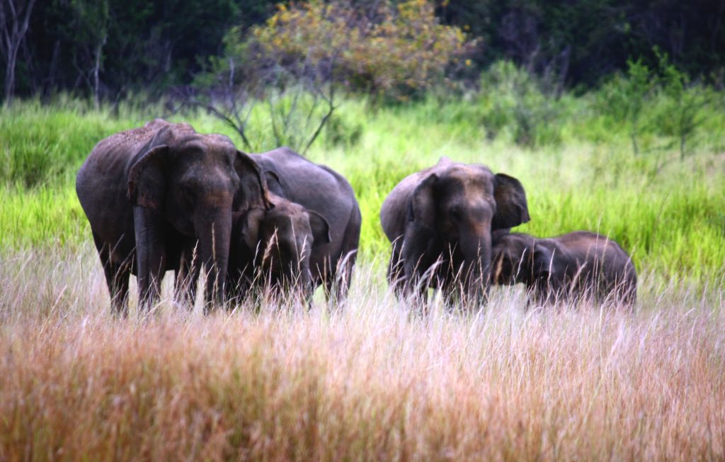 A herd of Asian elephants with calves standing in tall golden grass at the edge of forest