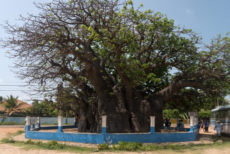 The huge baobab at Pallimunai in Mannar, its massive grey trunk and spreading branches inside a low blue-and-white wall, beside a sandy road
