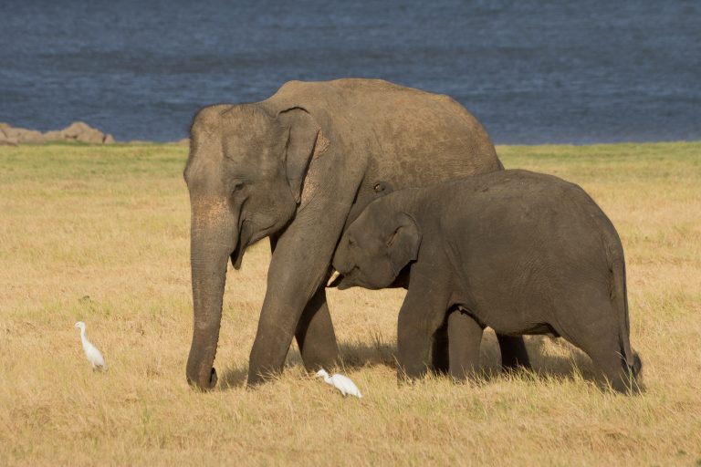A wild elephant and her suckling calf on dry grass beside the water of Minneriya Tank, with two white egrets nearby