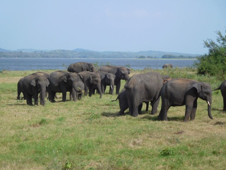 A herd of adult and young elephants grazing on short grass by the water at Minneriya, with hills beyond