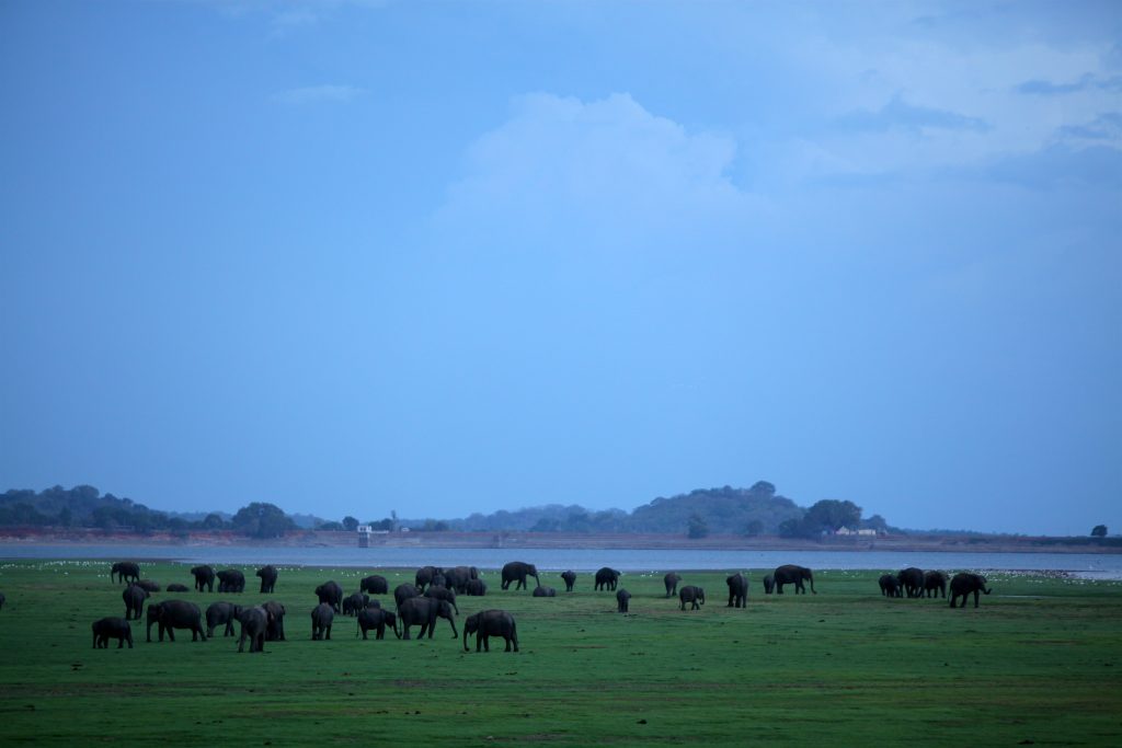 Dozens of elephants spread across green grassland beside Minneriya Tank, with low hills on the far shore