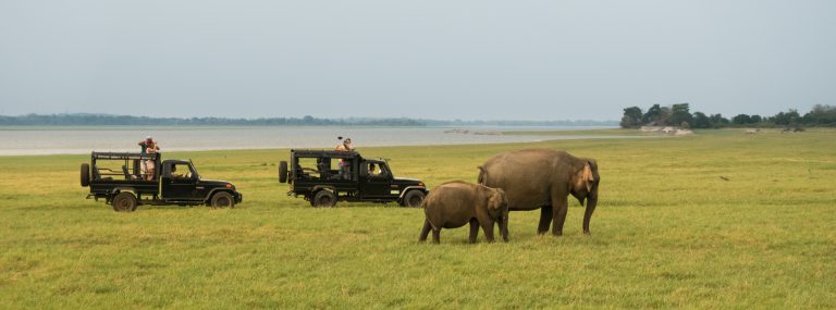 Two open safari jeeps on the grassy bed of Minneriya Tank, with an elephant and calf grazing nearby and the water behind