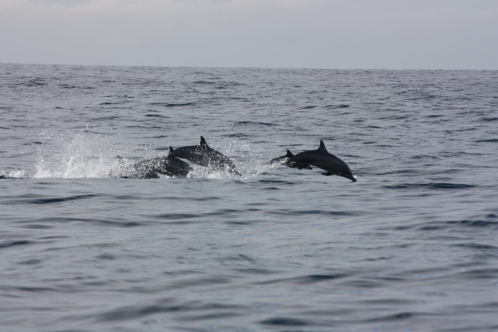 A small group of dolphins leaping out of a grey, choppy sea on a whale-watching trip off Mirissa, with the horizon and an overcast sky behind