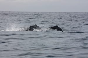 A small group of dolphins leaping out of a grey, choppy sea on a whale-watching trip off Mirissa, with the horizon and an overcast sky behind