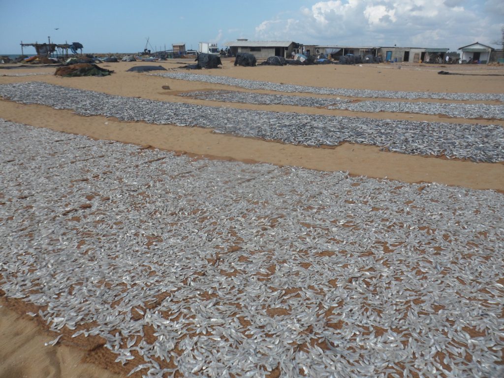 Long rows of small silver fish spread on the sand to dry, with fishermen's huts and covered nets behind