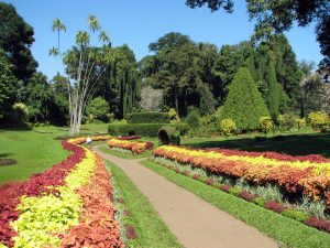 A path between curving ribbon borders of red and yellow coleus on a lawn, with tall palms and dark conifers behind