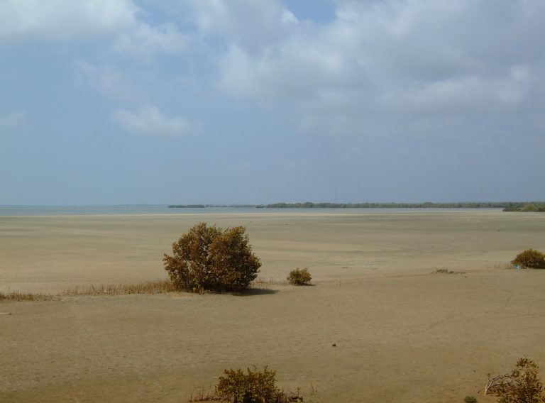 Wide exposed mudflat at low tide on Puttalam Lagoon, with a mangrove bush in the foreground and open water and distant mangrove shoreline beyond