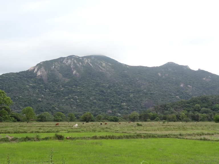 Forested slopes and rocky ridge of the Ritigala range rising above grassland with grazing cattle
