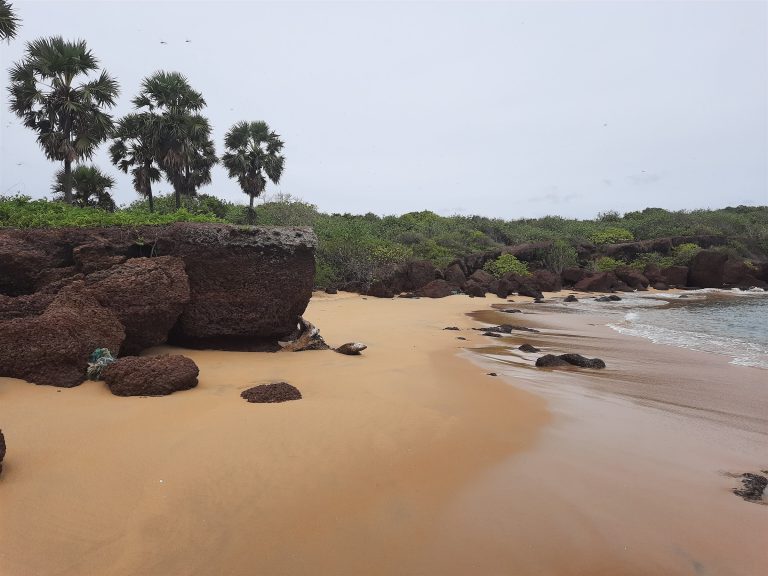 A sandy beach with palmyra palms, dark rocks and a gentle surf under an overcast sky