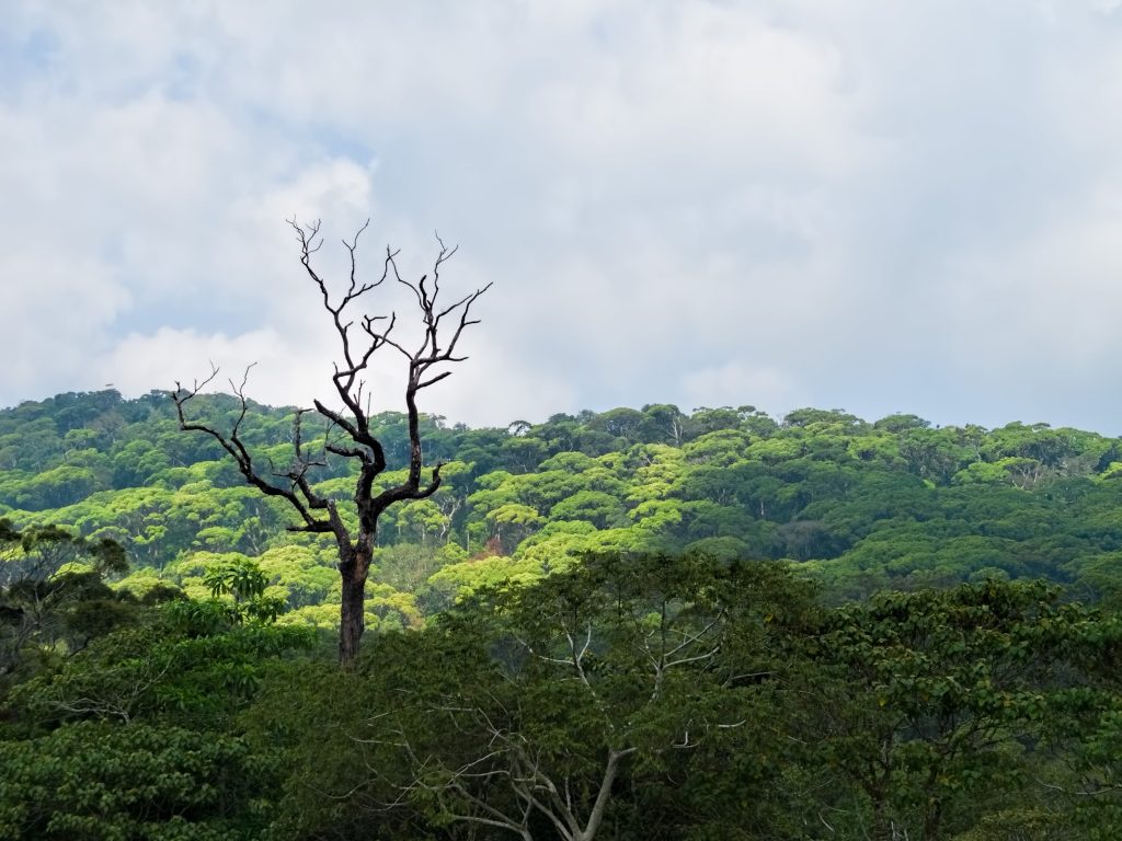 Rolling rainforest canopy under a cloudy sky, with a bare dead tree standing out in the foreground