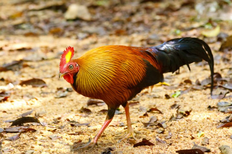 A male Sri Lanka junglefowl with a red comb and golden-orange plumage walking across a forest floor of dry leaves