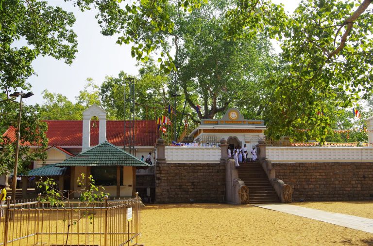 Pilgrims in white coming down the stone steps from the terrace of the Sri Maha Bodhi, with the great tree rising behind the wall