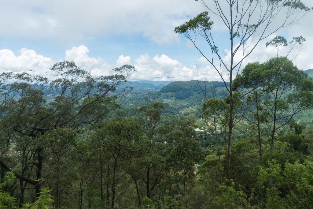 View from a forest trail in Thangamale sanctuary: eucalyptus and tall trees in front, and green valleys and hills stretching away under white clouds