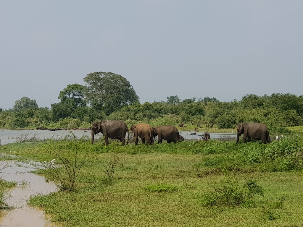A small herd of elephants walking through green grassland beside a lake, with trees behind