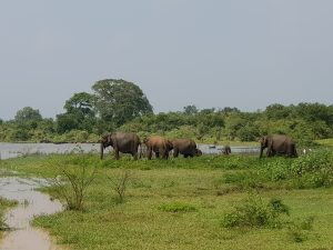 A small herd of elephants walking through green grassland beside a lake, with trees behind