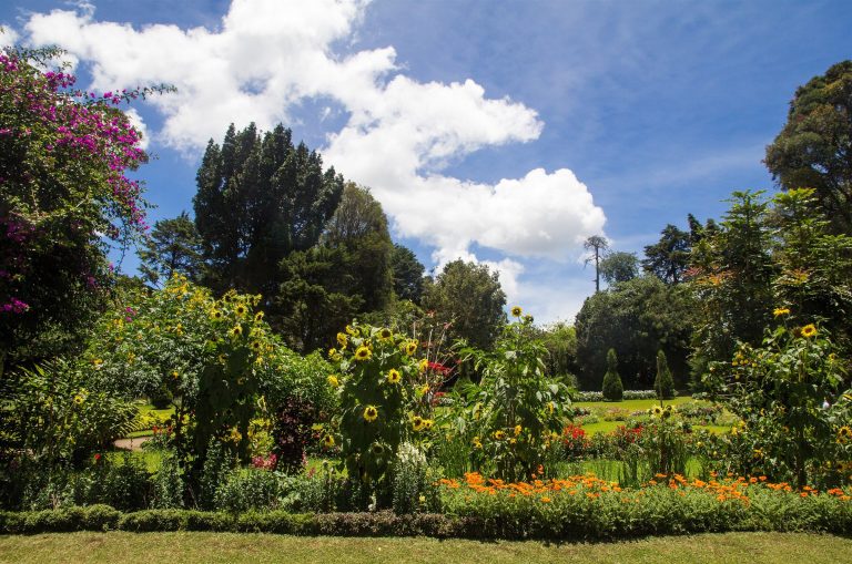 Flower beds with sunflowers and orange marigolds in front of tall trees in Victoria Park, Nuwara Eliya